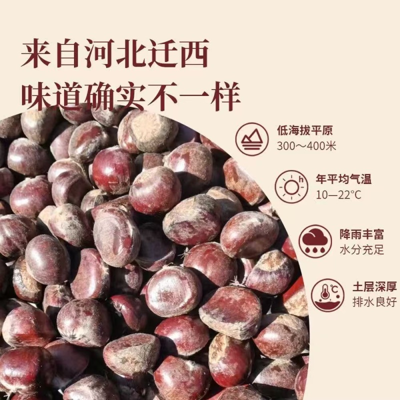 3113冰栗高端正宗迁西板栗规格齐全一件起发