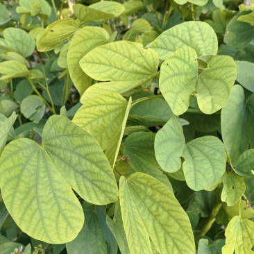 新鲜紫荆叶、新鲜紫珠、新鲜紫珠草