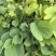 新鲜紫荆叶、新鲜紫珠、新鲜紫珠草
