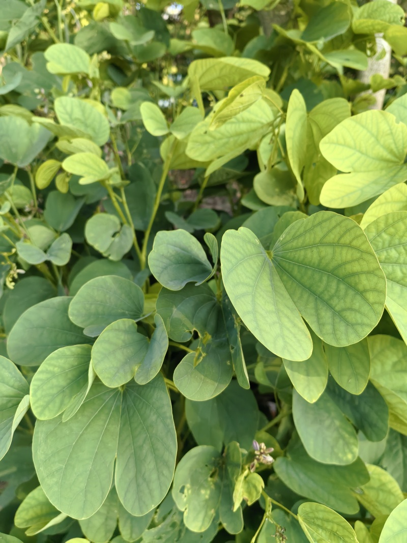 新鲜紫荆叶、新鲜紫珠、新鲜紫珠草
