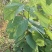 新鲜紫荆叶、新鲜紫珠、新鲜紫珠草