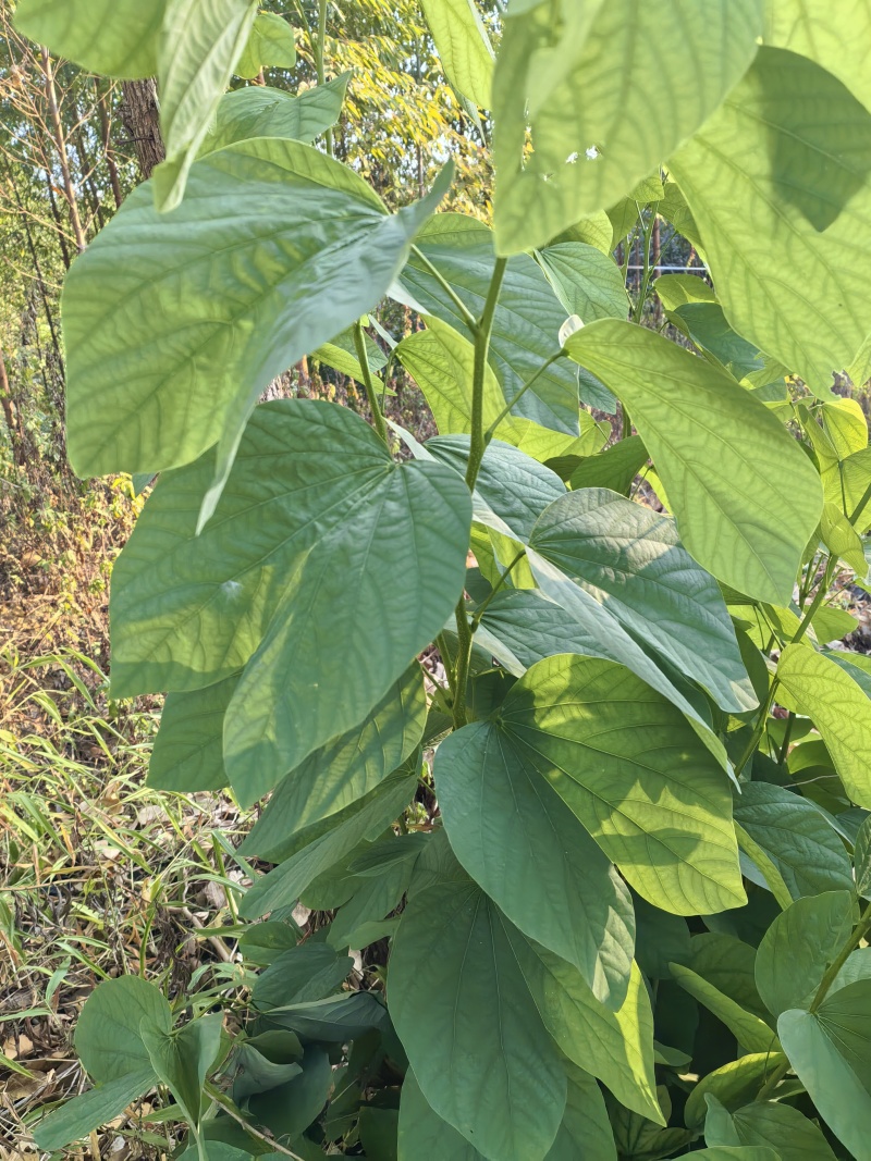 新鲜紫荆叶、新鲜紫珠、新鲜紫珠草