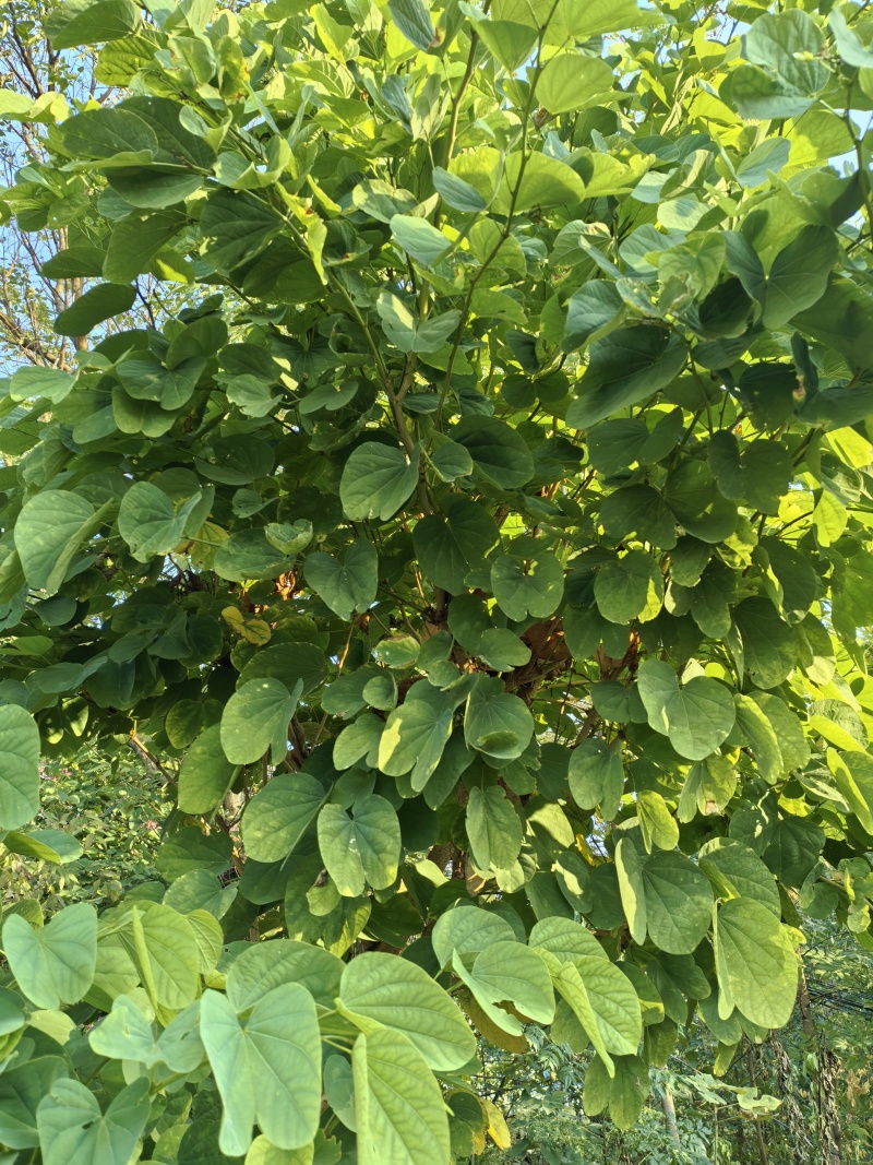 新鲜紫荆叶、新鲜紫珠、新鲜紫珠草