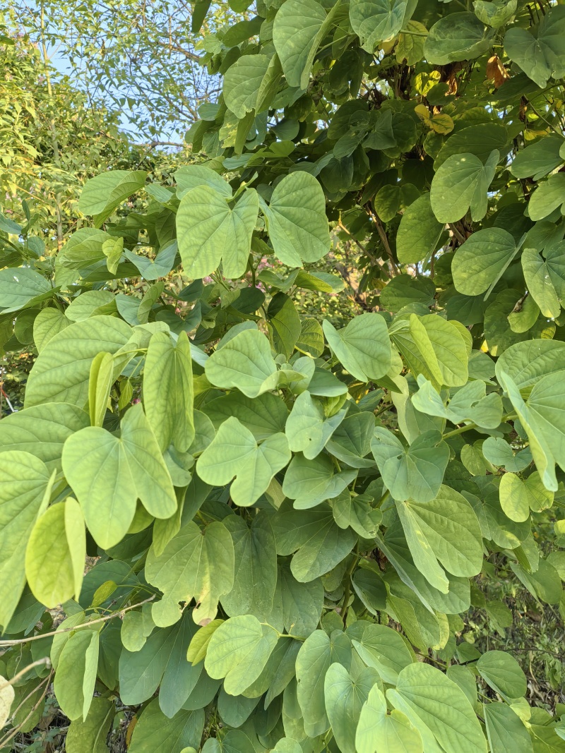 新鲜紫荆叶、新鲜紫珠、新鲜紫珠草