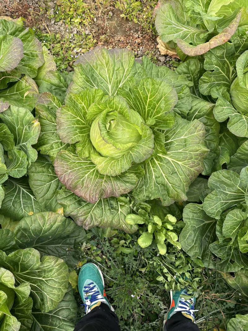 台湾冰翠高丽菜新鲜上市