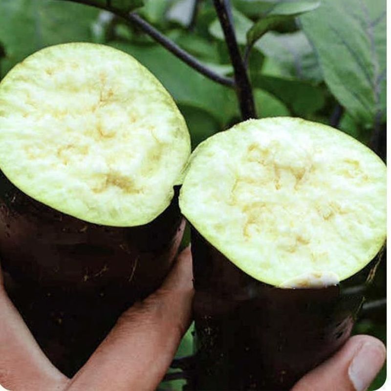 特大灯泡茄种子四川龙盛绿肉牛心茄子种籽春秋季油黑发亮茄子