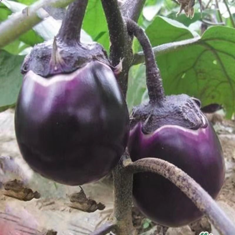 特大灯泡茄种子四川龙盛绿肉牛心茄子种籽春秋季油黑发亮茄子