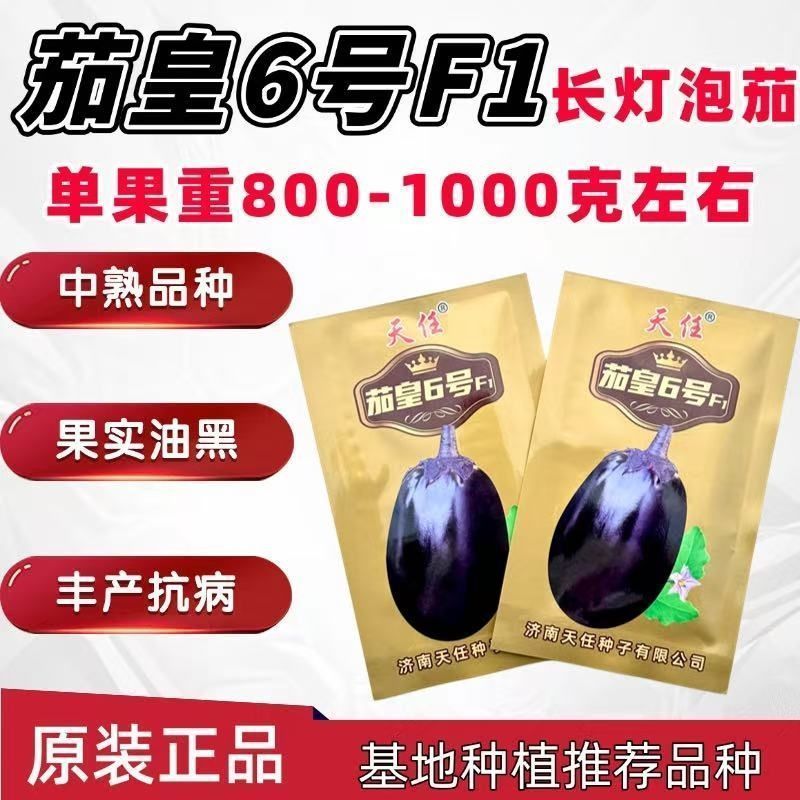 特大灯泡茄种子四川龙盛绿肉牛心茄子种籽春秋季油黑发亮茄子
