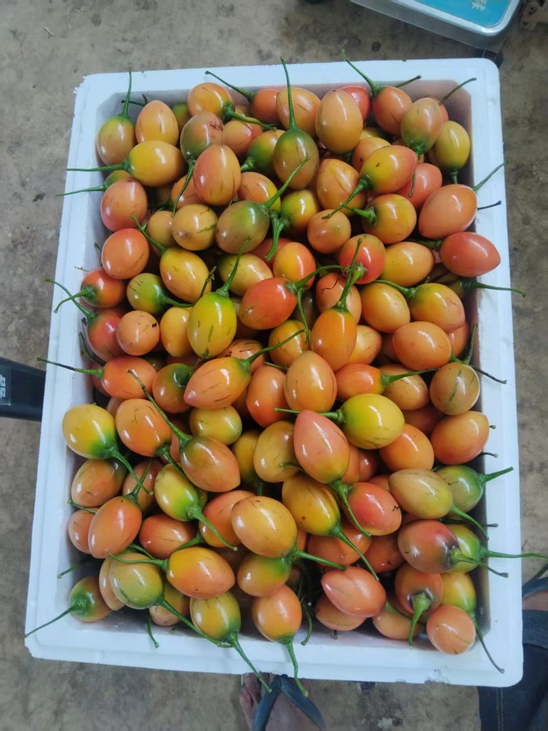 【云南树番茄】昌宁树番茄/对接全网商超/一件批发便宜