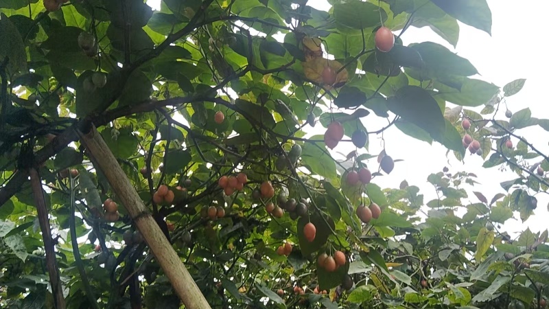 【云南树番茄】昌宁树番茄/对接全网商超/一件批发便宜