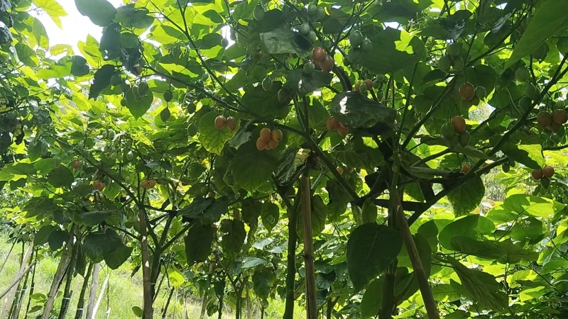 【云南树番茄】昌宁树番茄/对接全网商超/一件批发便宜