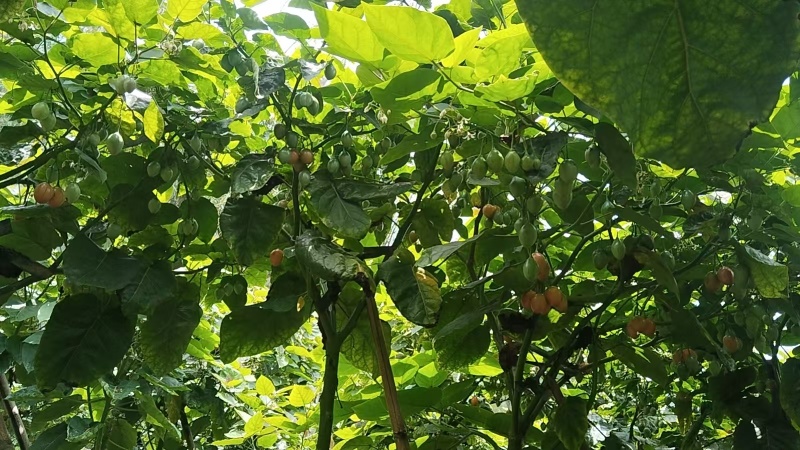 【云南树番茄】昌宁树番茄/对接全网商超/一件批发便宜