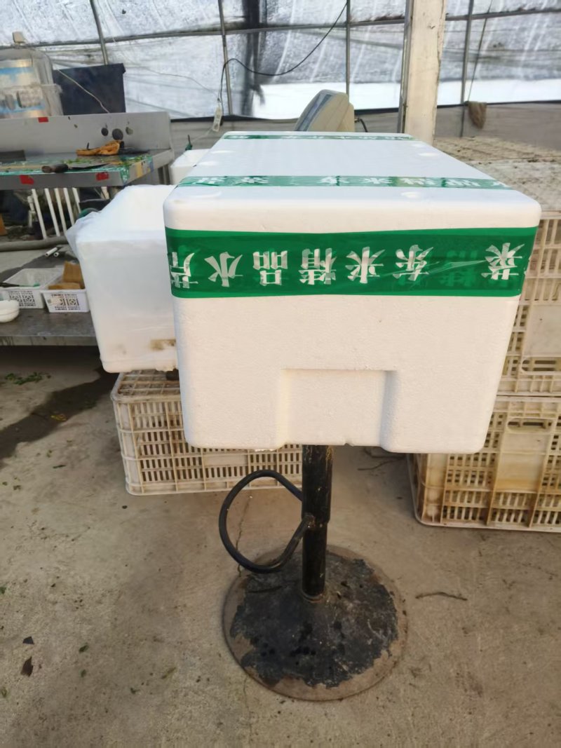 叶菜类/芹菜/水芹/江苏宿迁产地直供对接批发代收代卖