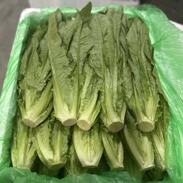 油麦菜，新鲜菜，保质保量，批发，可议价，欢迎咨询
