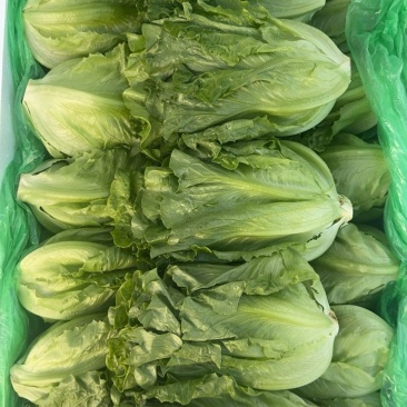 精品罗马，全国发货，欢迎联系，保质保量，价格可谈