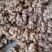 沙姜新鲜现挖广东湛江茂名特产山奈白切鸡椰子鸡调配料老姜可种苗