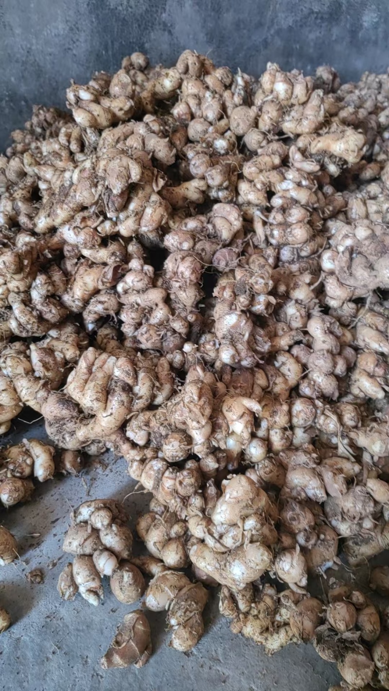 沙姜新鲜现挖广东湛江茂名特产山奈白切鸡椰子鸡调配料老姜可种苗