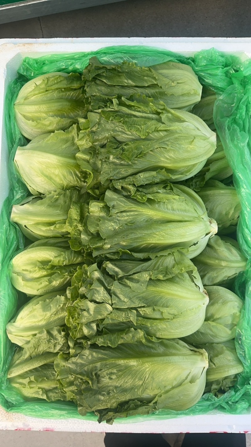 精品罗马，全国发货，欢迎联系，保质保量，价格可谈