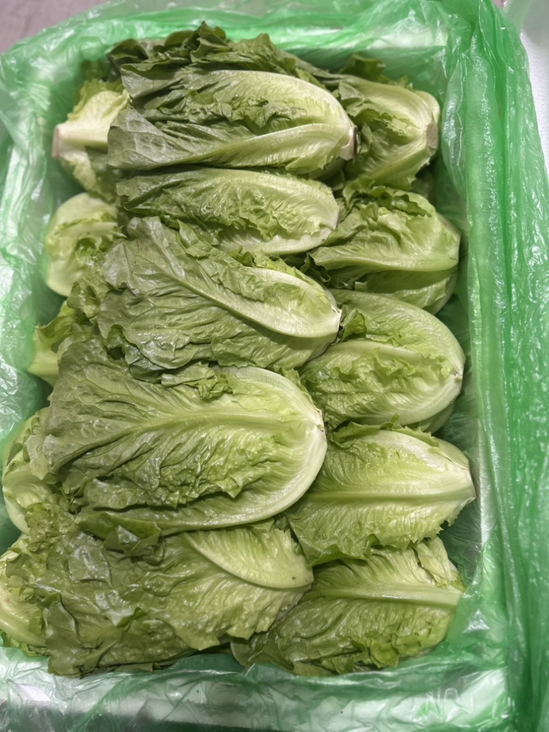 精品罗马，全国发货，欢迎联系，保质保量，价格可谈