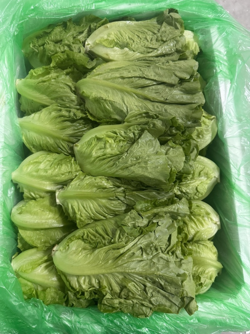 精品罗马，全国发货，欢迎联系，保质保量，价格可谈