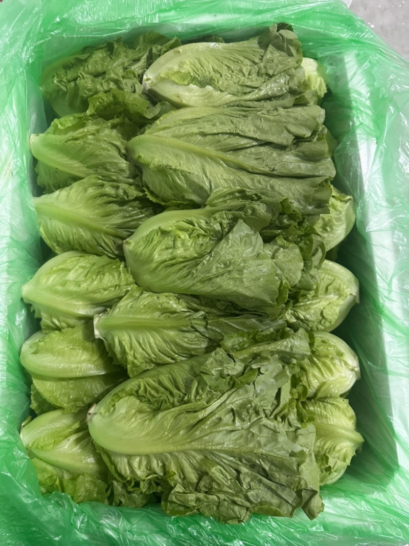 精品罗马，全国发货，欢迎联系，保质保量，价格可谈