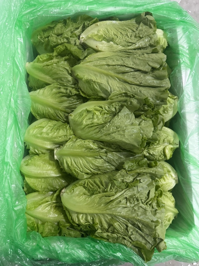 精品罗马，全国发货，欢迎联系，保质保量，价格可谈