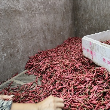 烘干小米辣（艳椒）