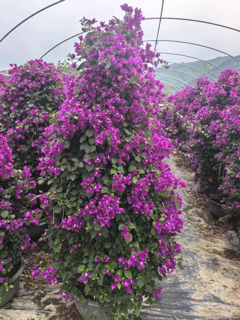 紫色球三角梅基地，各种规格货可全国发货/量大从优