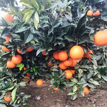 湘西纽荷尔脐橙