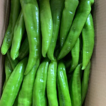 精品尖椒大量上市产地直发一手货源保质保量全国发货量大价优