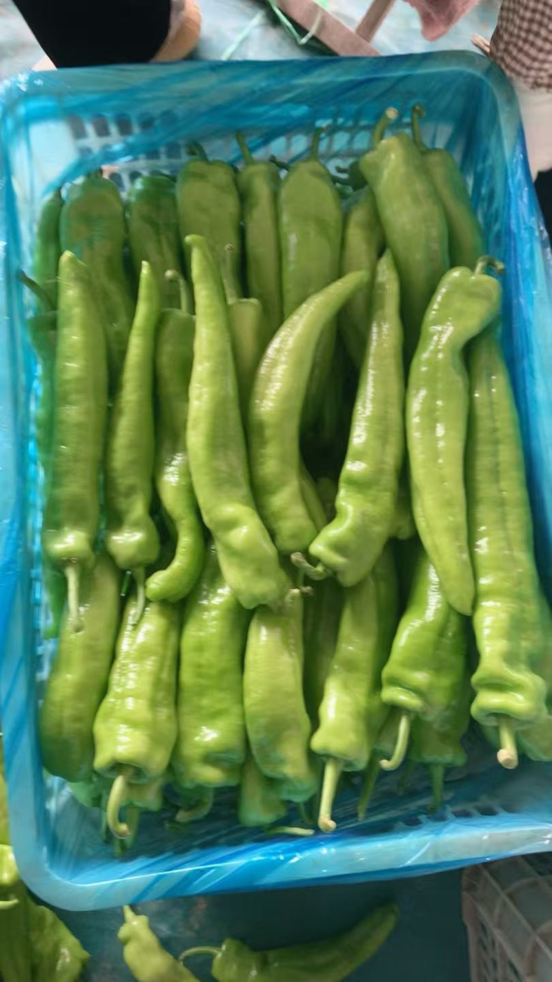 精品尖椒大量上市产地直发一手货源保质保量全国发货量大价优