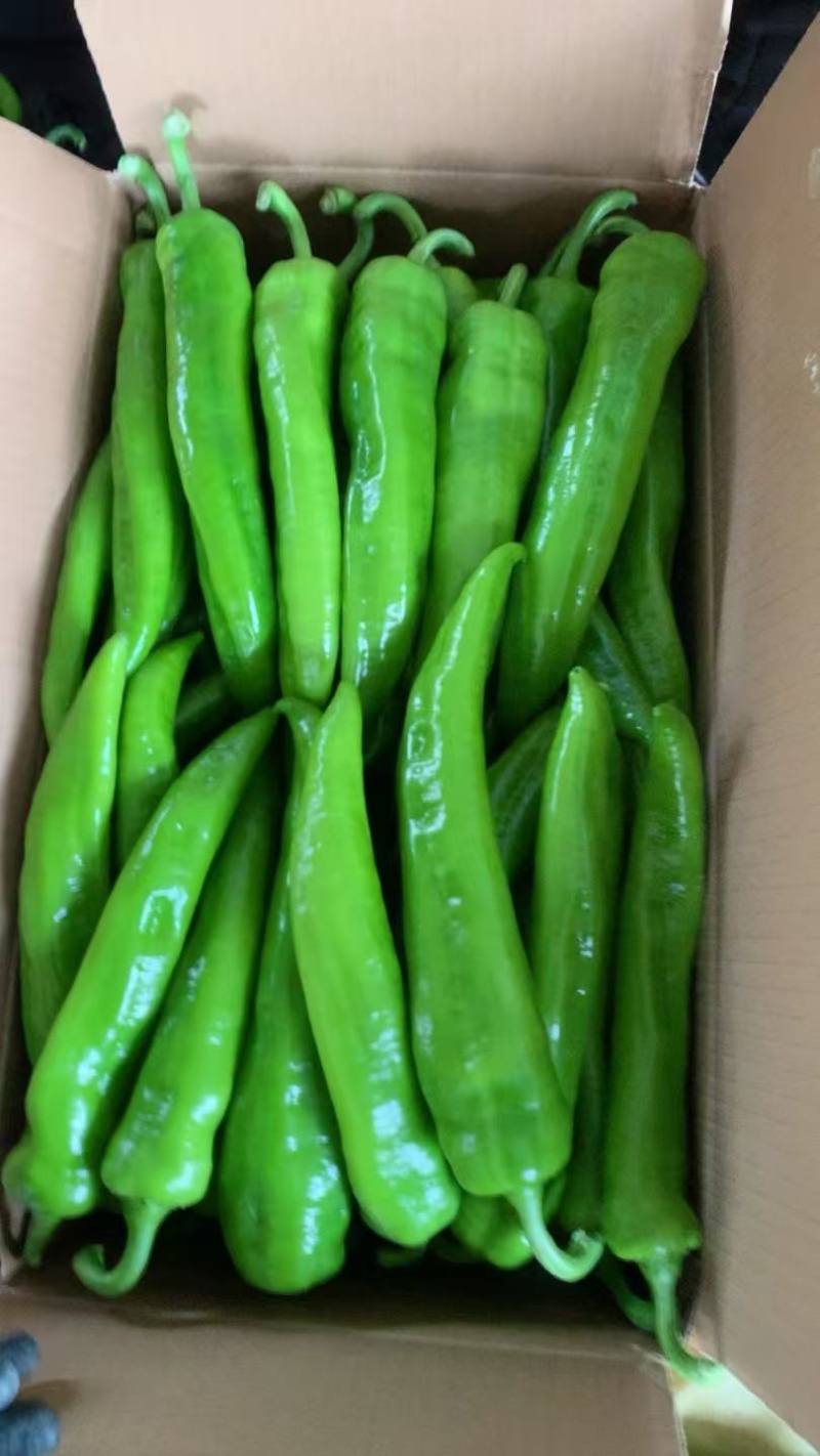 精品尖椒大量上市产地直发一手货源保质保量全国发货量大价优