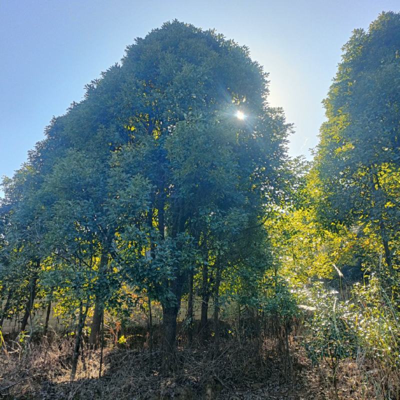 香樟全冠地苗