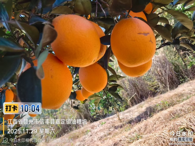 《信丰脐橙》20斤装自家果园直发对接全国售后无忧