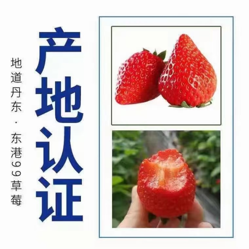 丹东久久草莓一件代发电商**
