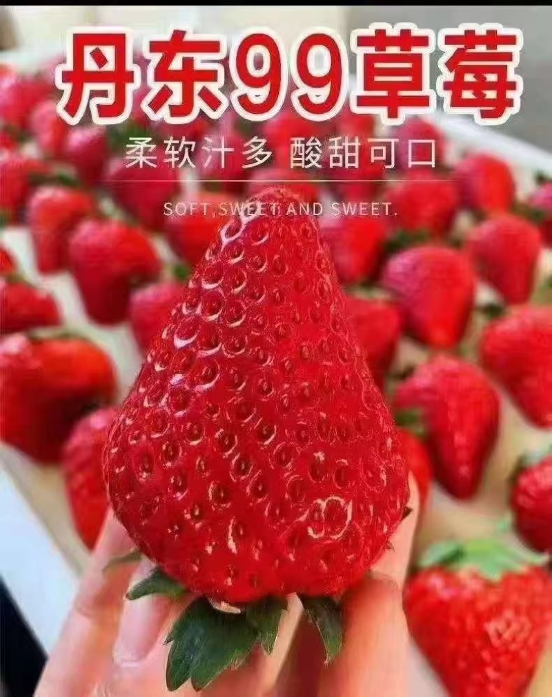 丹东久久草莓一件代发电商**