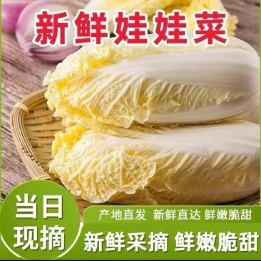 「精品」黄心娃娃菜毛菜净菜都有市场电商货规格齐全