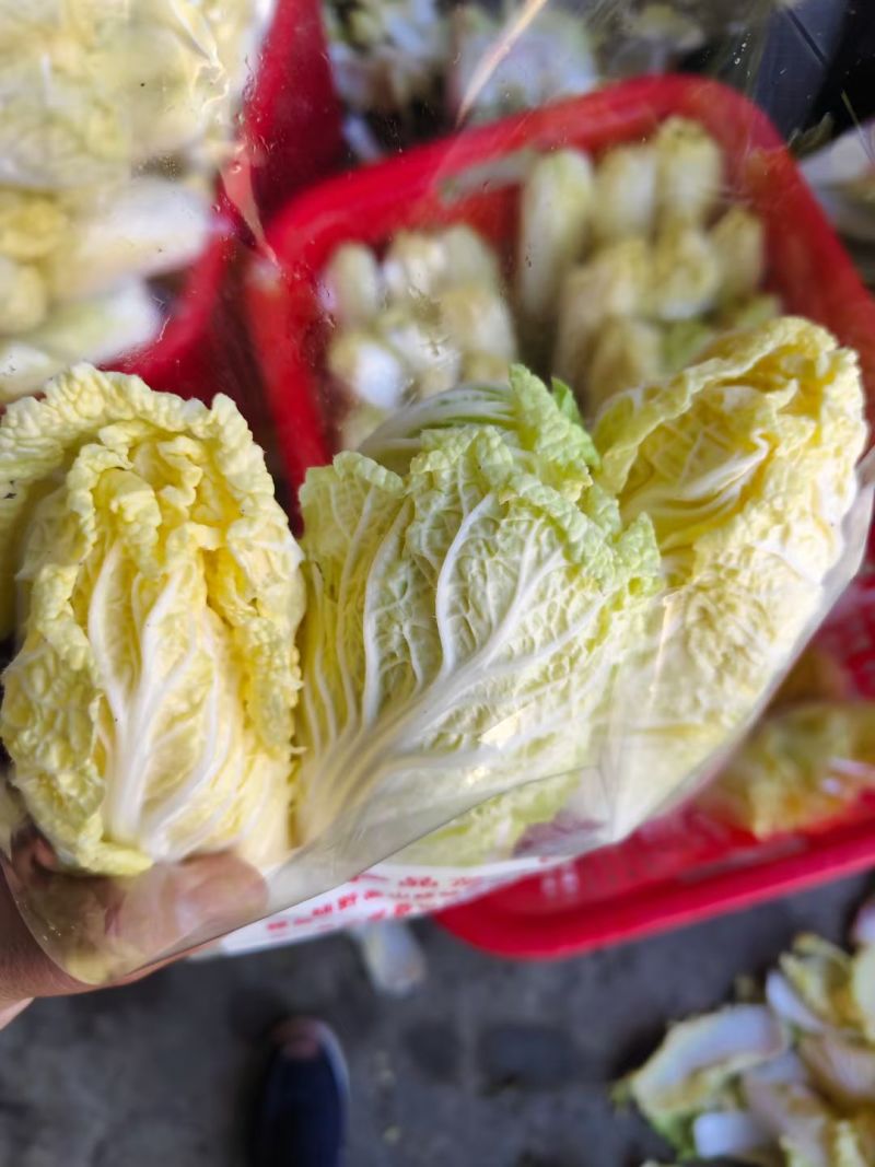 「精品」黄心娃娃菜毛菜净菜都有市场电商货规格齐全