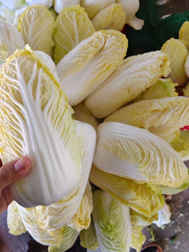 「精品」黄心娃娃菜毛菜净菜都有市场电商货规格齐全