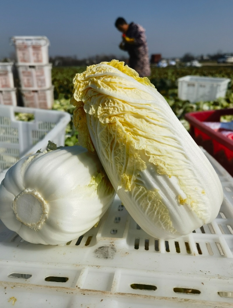 「精品」黄心娃娃菜毛菜净菜都有市场电商货规格齐全