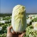 「精品」黄心娃娃菜毛菜净菜都有市场电商货规格齐全