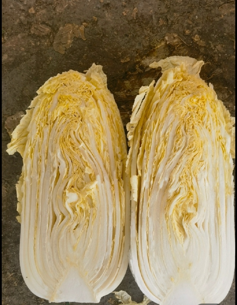 「精品」黄心娃娃菜毛菜净菜都有市场电商货规格齐全