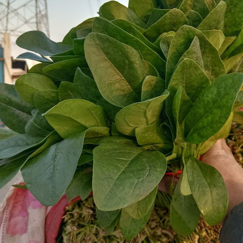 精品大叶菠菜