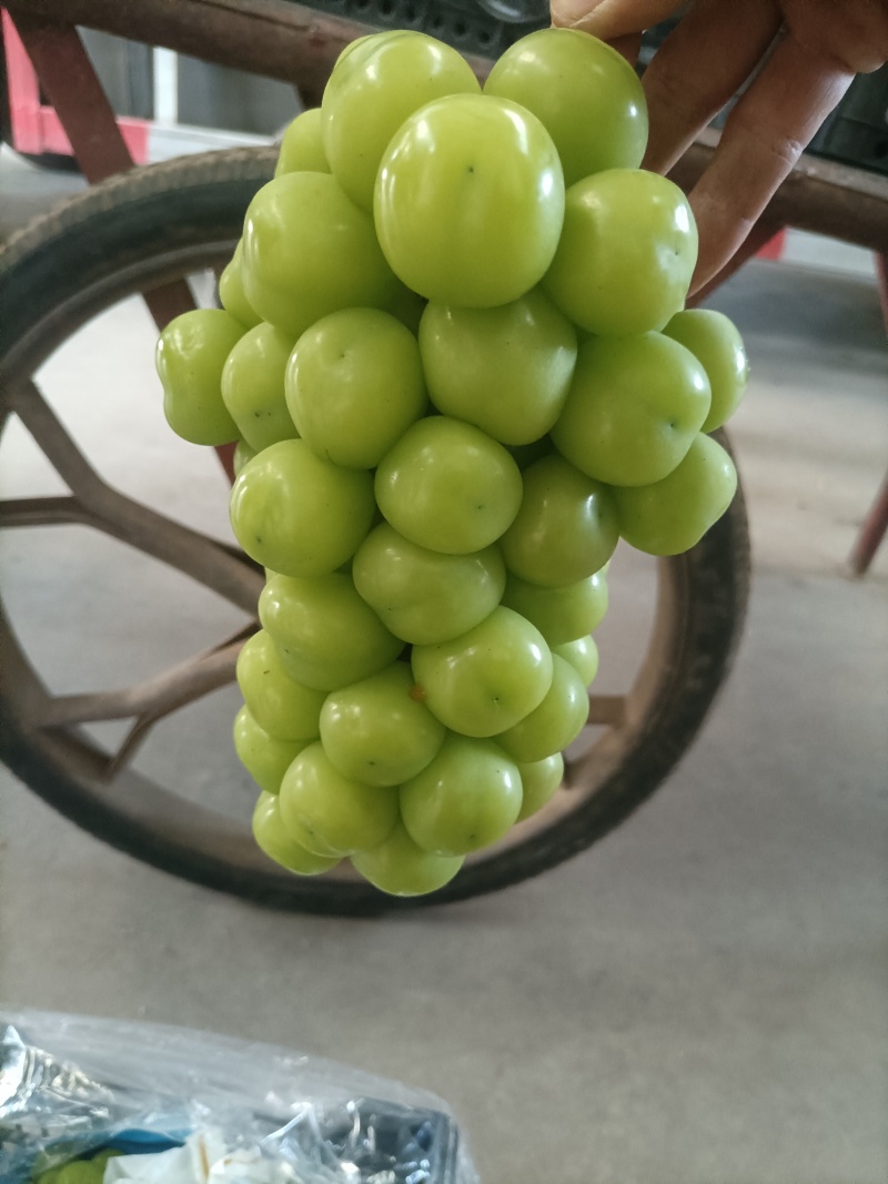 阳光玫瑰葡萄