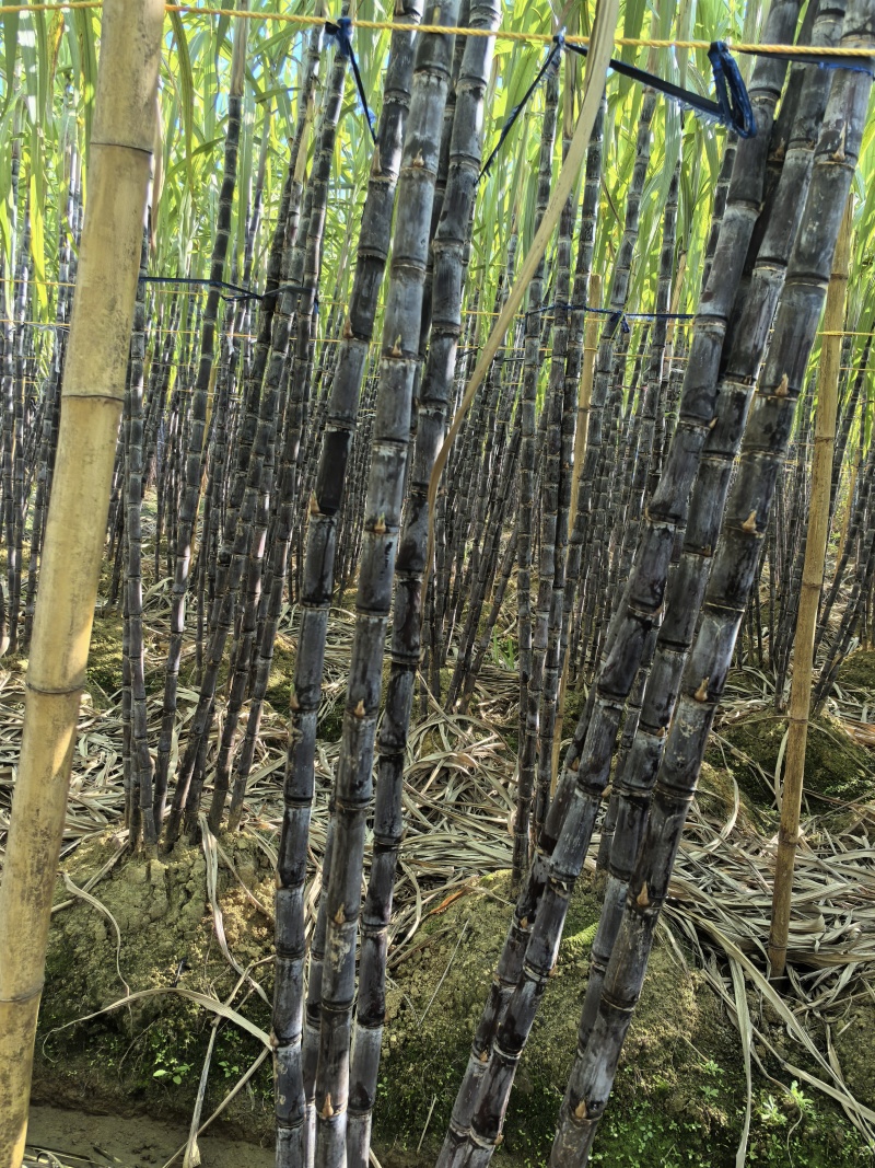 广西宾阳优质黄金黑皮甘蔗正大量上市，品质好，价格优。