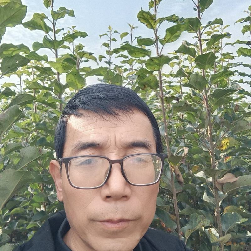 苹果苗