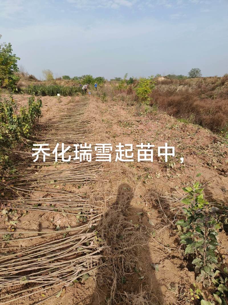 苹果苗