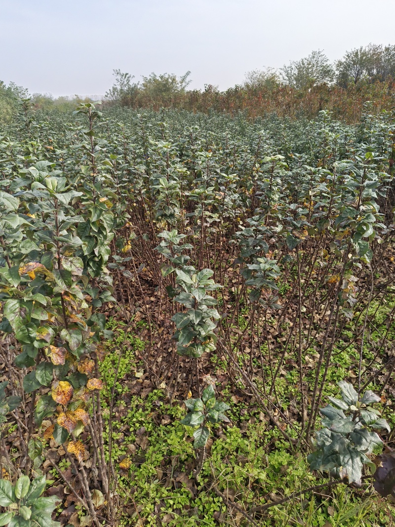 苹果苗