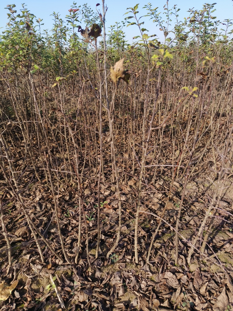 苹果苗