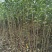 苹果苗